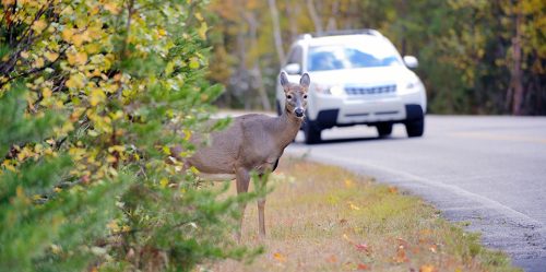 Le changement d’heure coûte cher en vie humaine et animale