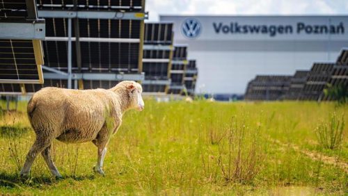 Volkswagen remplace les tondeuses par des moutons